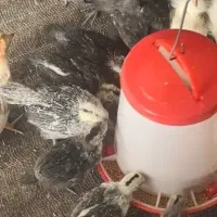 جوجه مرغ خروس لاکندزی لاکدنزی گوشت سیاه و تخم سبز|حیوانات مزرعه|تهران, آرژانتین|دیوار