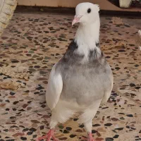 طوقی