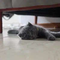 واگذاری رایگان گربه اسکاتیش