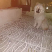 سک نگهبان|سگ|ایلام, |دیوار