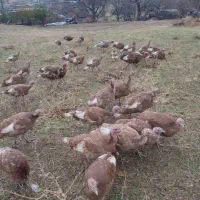 بوقلمون برنز و بوربون محلی|حیوانات مزرعه|قروه, |دیوار