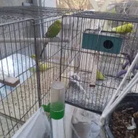 مرغ عشق