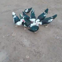 فروش|حیوانات مزرعه|اراک, |دیوار