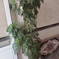 گل شفلرا درحال رشد ارتفاع دونیم با گلدان بزرگ|گل و گیاه طبیعی|ابهر, |دیوار