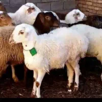 فروش گوسفند زنده بره نذری.عقیقه ومصارف خانگی