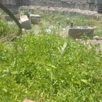 شیتیل گوچه