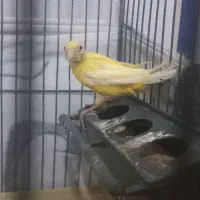 جونه قناری نر طلایی  ریزه خوان