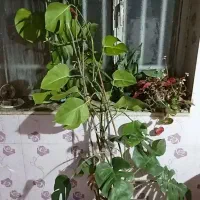 گل آپارتمانی معاوضه با پرنده