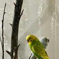 مرغ عشق انگلیسی|پرنده|رفسنجان, |دیوار