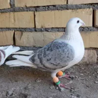کبوتر پشت گراف کفتر گراف طاووسی ماده کویتی