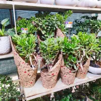 گل بنسای زامفولیا