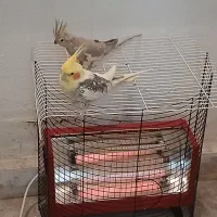 عروس هلندی مرغ عشق