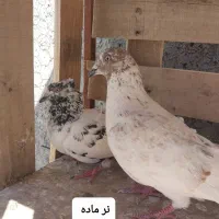 کبوتر|پرنده|مهران (ایلام), |دیوار