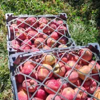 فروش سیب قرمز قله‌ای