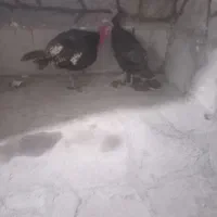 ۲عدد بوقلمون