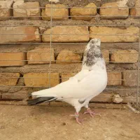 کفتر پرشی