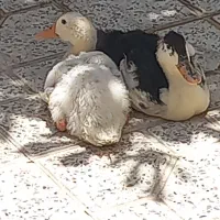 فروش دو اردک چهار ماهه