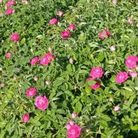 فروش عمده نهال  پا جوش گل محمدی