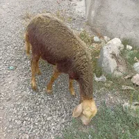 تقلی ماده