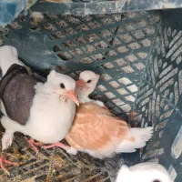 کبوتر دوکت درجه یک