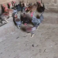 خروس|پرنده|گوآور, |دیوار