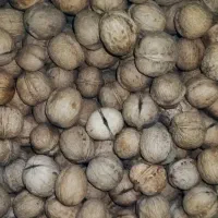 گردو مرغوب ودرجه یک