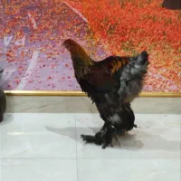 برهما، مرغ و خروس