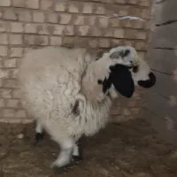 بره ماده خونگی|حیوانات مزرعه|رفسنجان, |دیوار