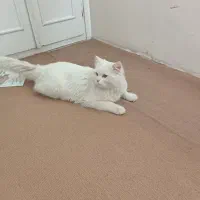 فروش یا معاوضه گربه پرشین نر یکساله دم راکنی