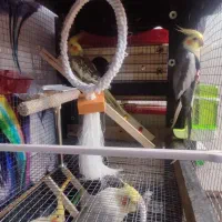 ۳جفت عروس هلندی مولد با تخم