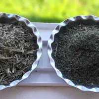 گزنه خشک طبیعی شمال