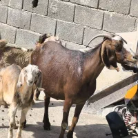 بز و بزغاله جوان دوقلوزا