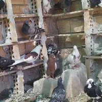 رنگی دورگ