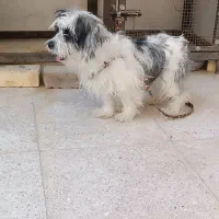 سگ پاپی|سگ|خمینی‌شهر, |دیوار