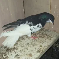 کبوتر چپ گلدار