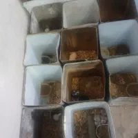 هنستر فوری