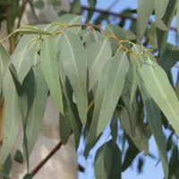 مشاور درخت اکالیپتوس