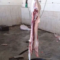 گوسفند زنده قربانی درجه یک