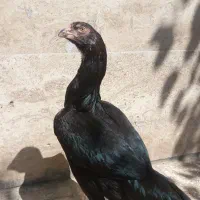مرغ لاری پر کلاغی
