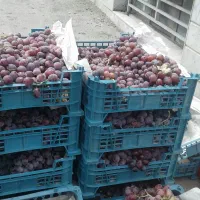 انگور ملاقه ای