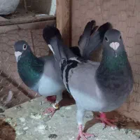 قناری و جفت کفتر سبز آلمانی فروشی زیر قیمت