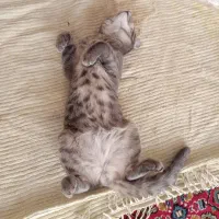 دوتا پاهاش شکسته مورد کاملا اروژانسه
