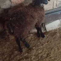 بره فروشی|حیوانات مزرعه|مسجد سلیمان, |دیوار