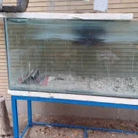 آکواریوم|ماهی|اصفهان, کوجان|دیوار