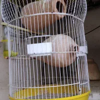 مرغ عشق|پرنده|بندر ترکمن, |دیوار