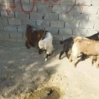 ۵عدد کهره نر