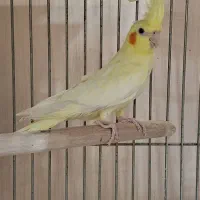 عروس هلندی ماده زعفرانی آماده جفت|پرنده|تهران, جمال‌زاده|دیوار