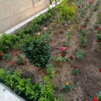 خدمات باغبانی وتعویض خاک گلدون درمنزل وشرکت