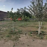 800متر-زمین-دیوارکشی-شده-20اصله-درخت-میوه