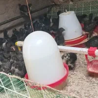 جوجه دو هفته ای مشکی بلک استار